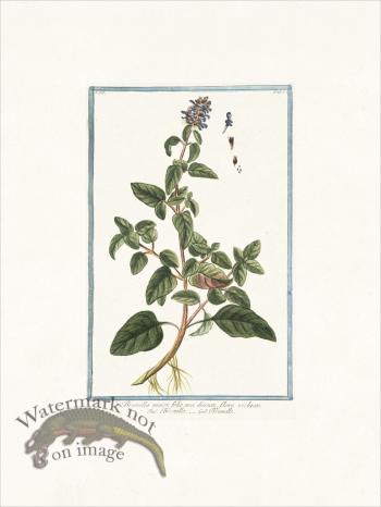 Bonelli 232 Carpenter's herb